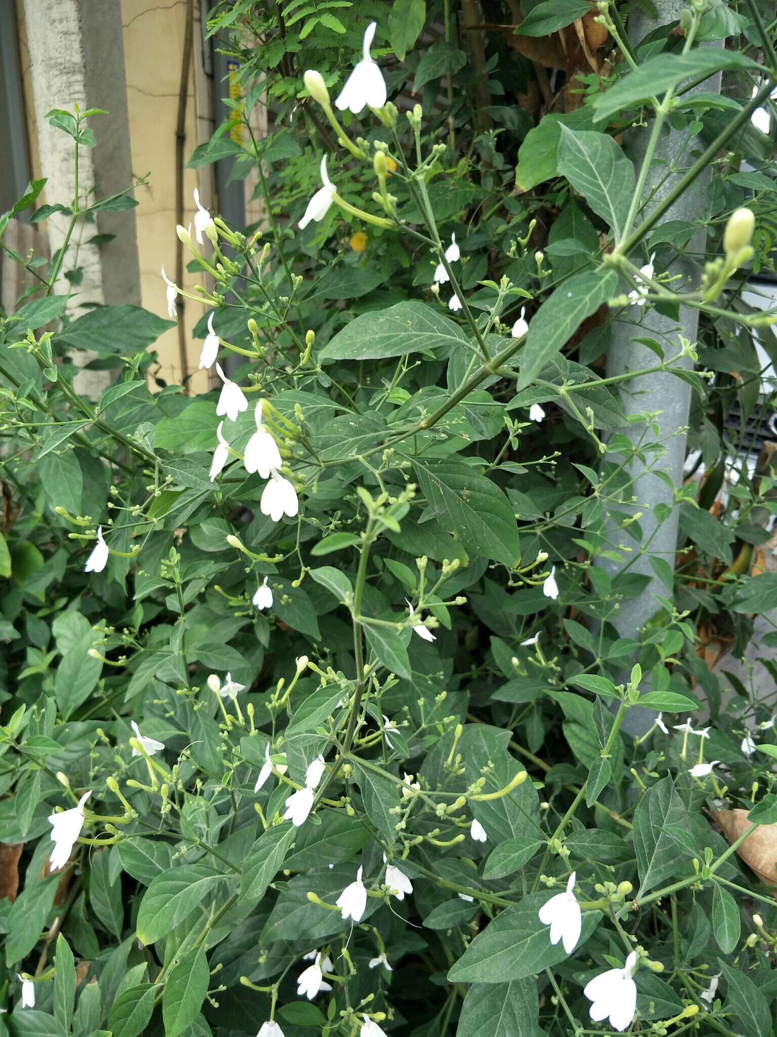 Rhinacanthus nasutus (L.) Kuntze resmi