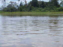 Image of Amazon River Dolphin