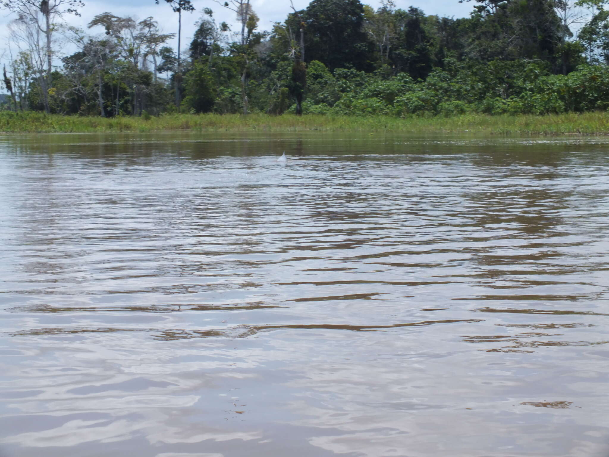 Image of Amazon River Dolphin