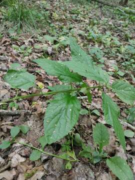 Melittis melissophyllum subsp. carpatica (Klokov) P. W. Ball resmi