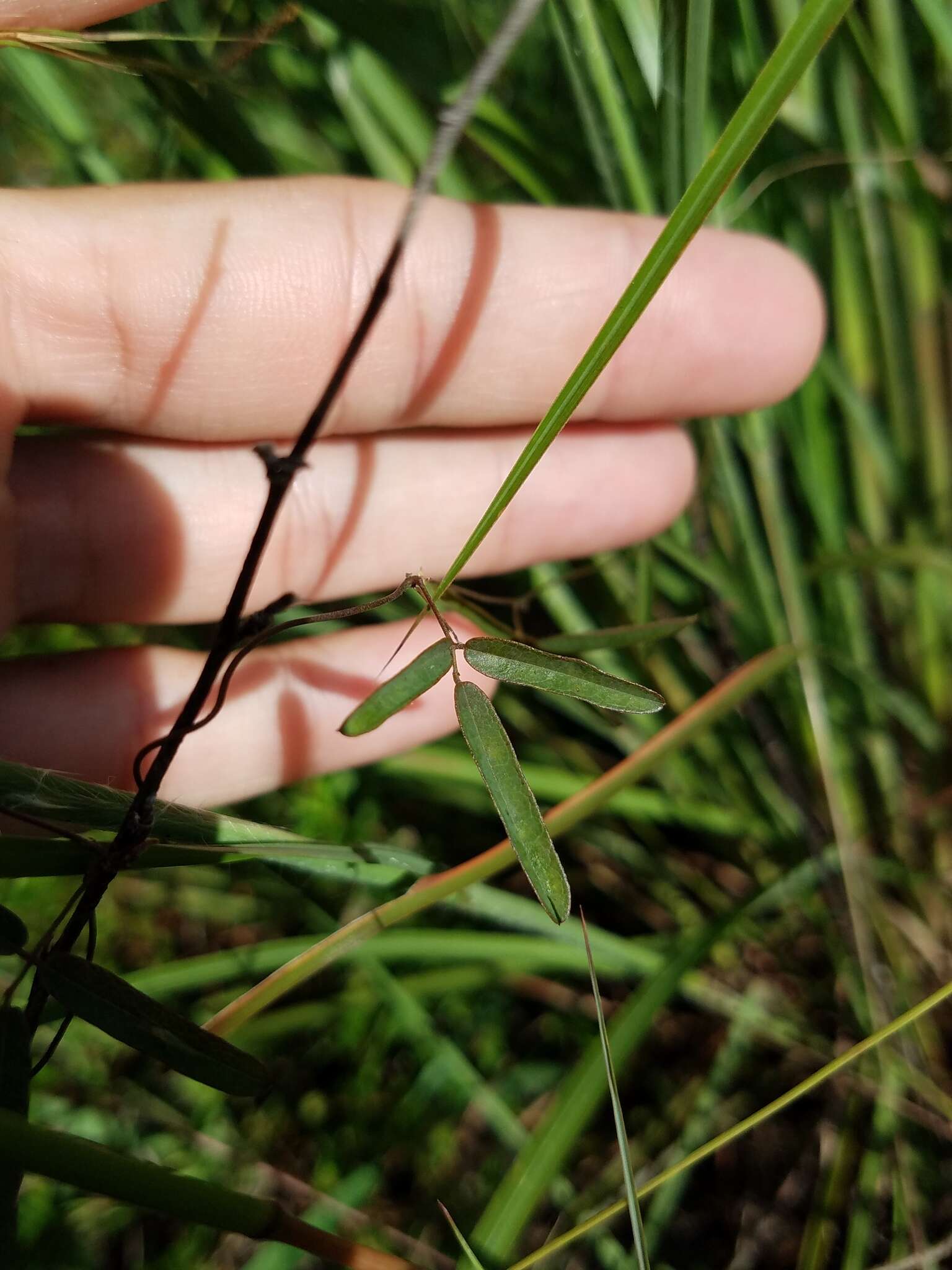 صورة Galactia austrofloridensis