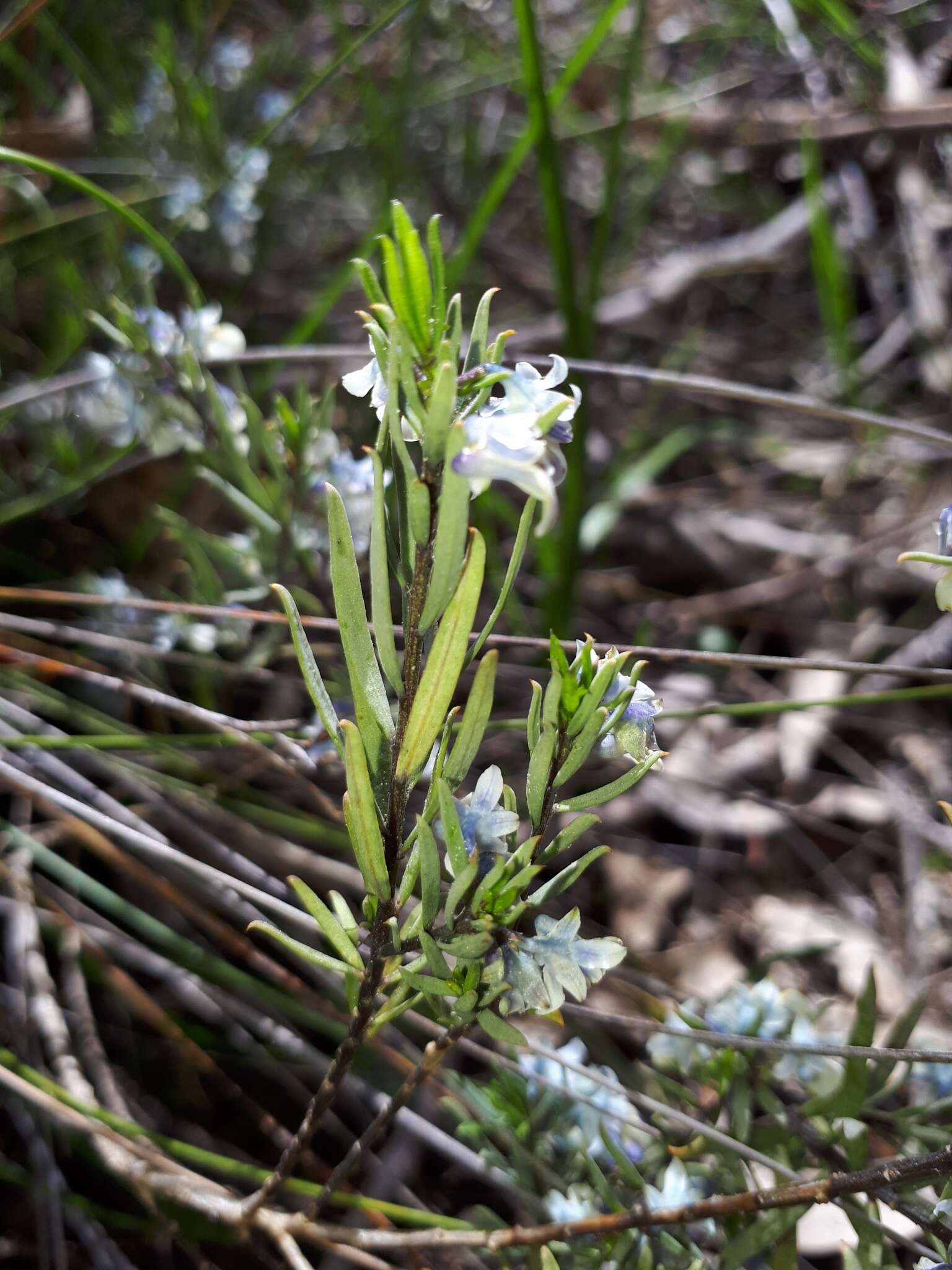 Image de Pigea floribunda (Lindl.) Lindl.