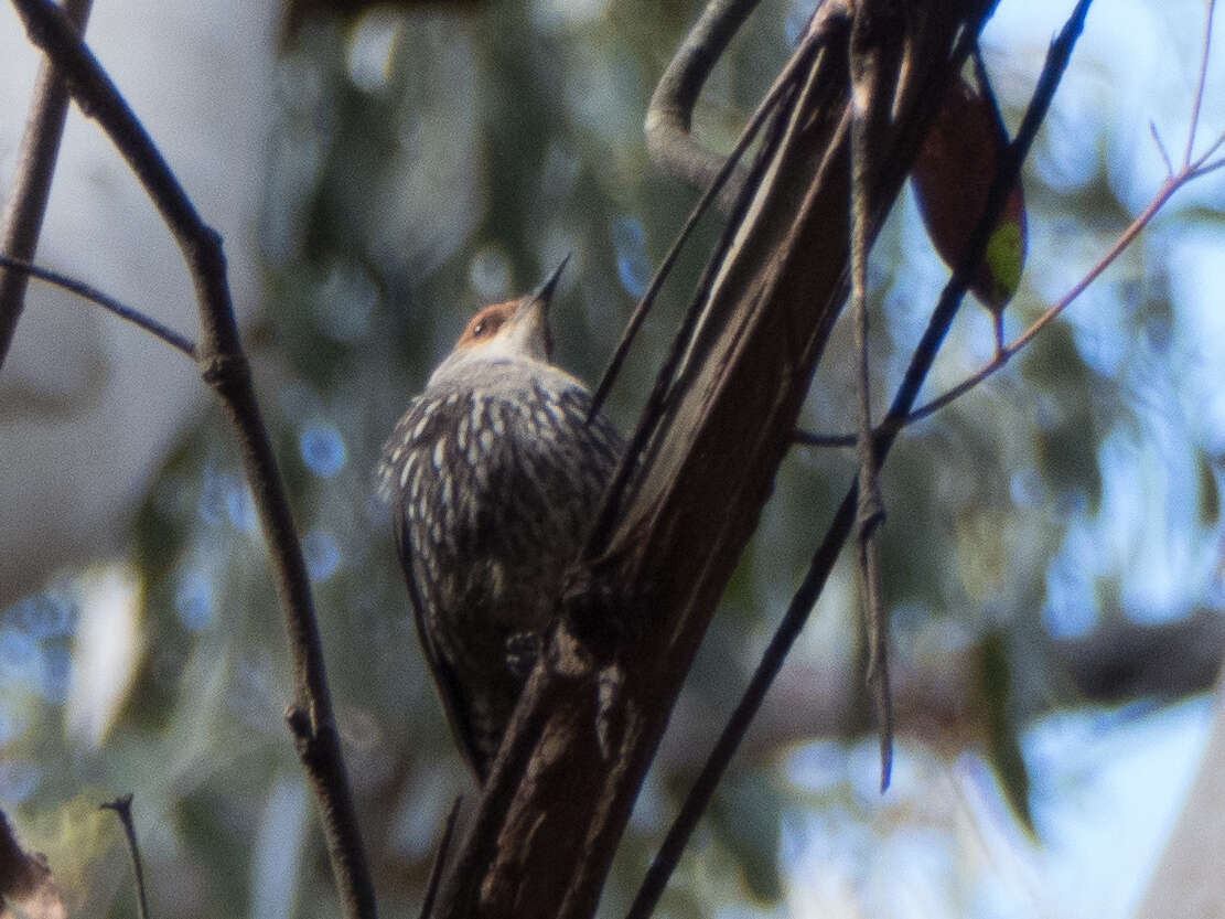 Image of Red-browed Treecreeper