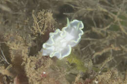 Image of Glossodoris buko Matsuda & Gosliner 2018