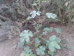 Image of cluster mallow