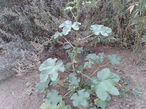 Image of cluster mallow