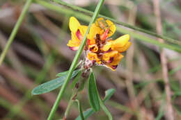 Слика од Pultenaea myrtoides Benth.