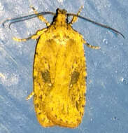 Imagem de Agonopterix pulvipennella Clemens 1864