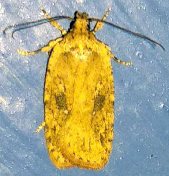 Image de Agonopterix pulvipennella Clemens 1864