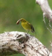 Image of Oahu Amakihi