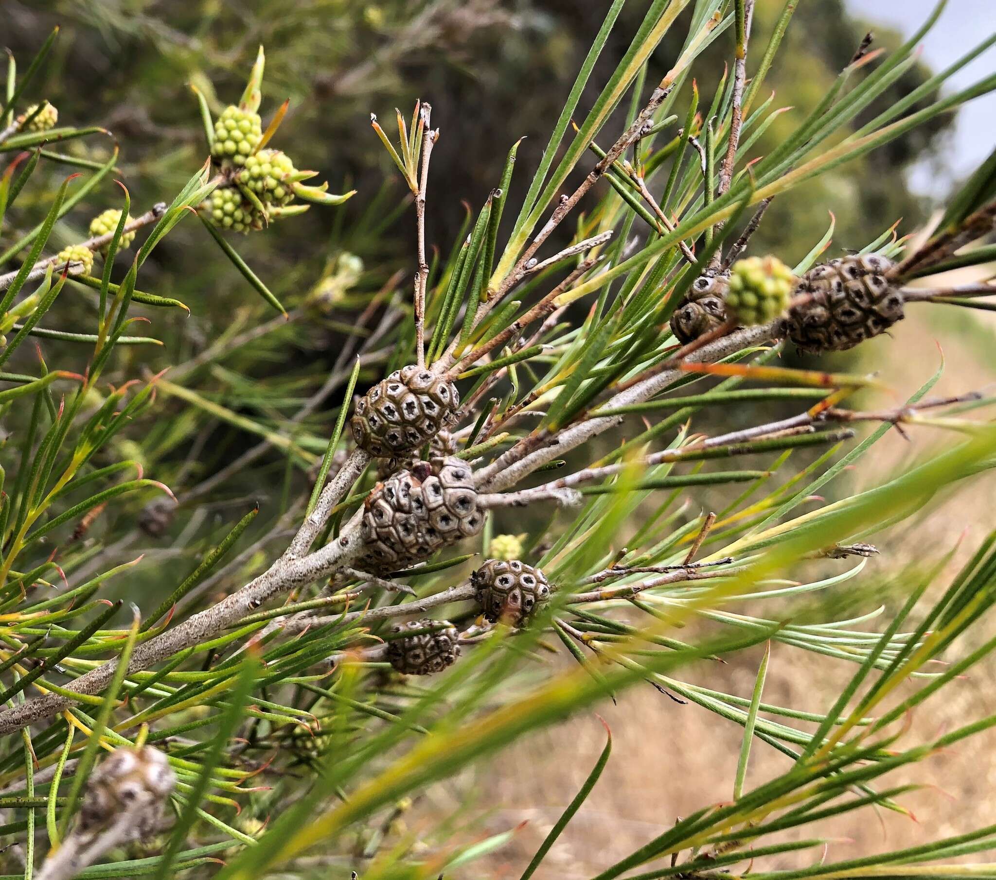 Image of broom honeymyrtle