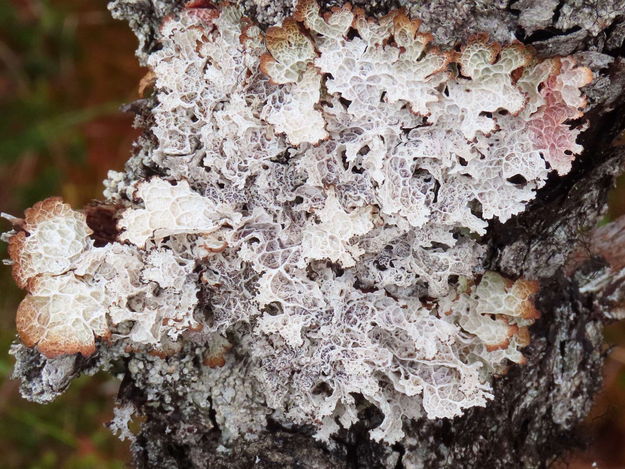 Image of ragged lichen