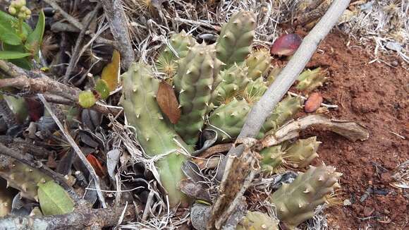 Image de Ceropegia caespitosa subsp. caespitosa