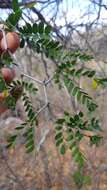 Plancia ëd Ebenopsis caesalpinioides (Standl.) Britton & Rose