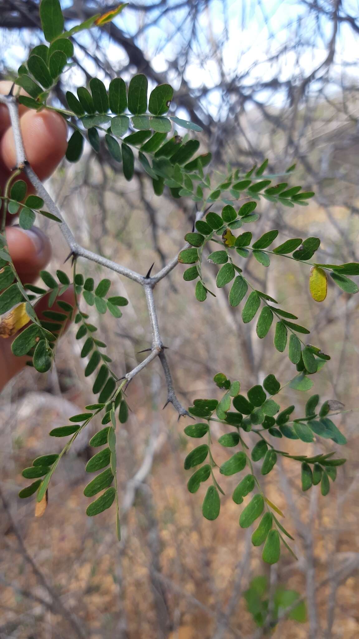 Image of Ebenopsis caesalpinioides (Standl.) Britton & Rose