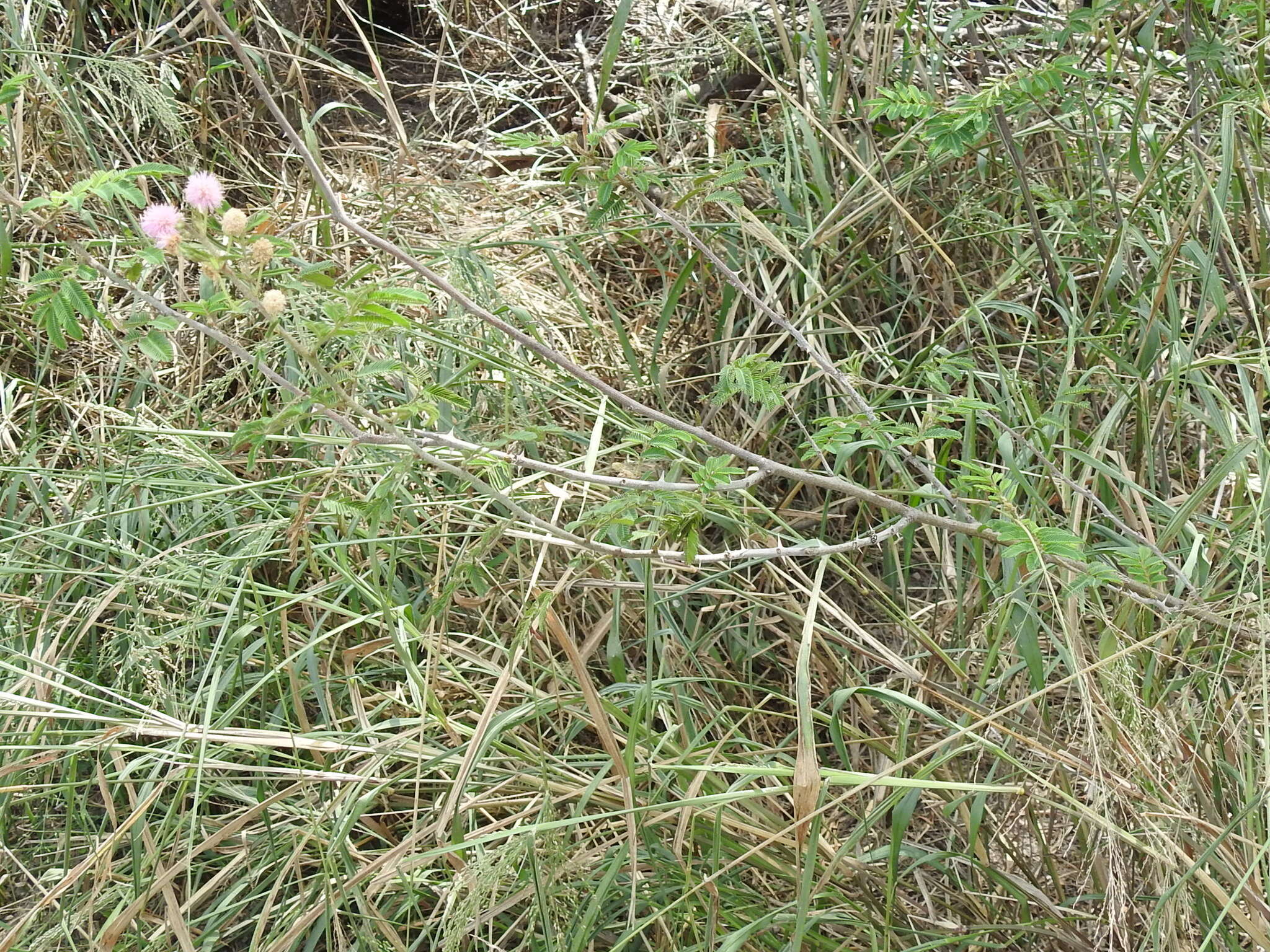 Mimosa asperata L. resmi