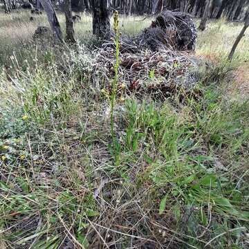 Image of Stylidium crassifolium R. Br.