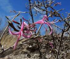 Image of dwarf desert honeysuckle