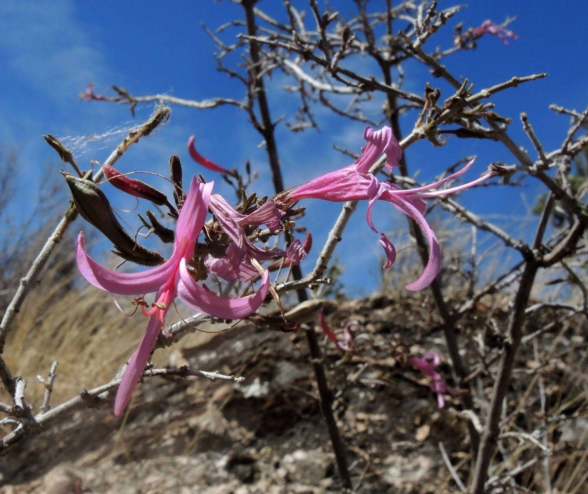 Anisacanthus puberulus (Torr.) J. Henrickson & E. J. Lott resmi