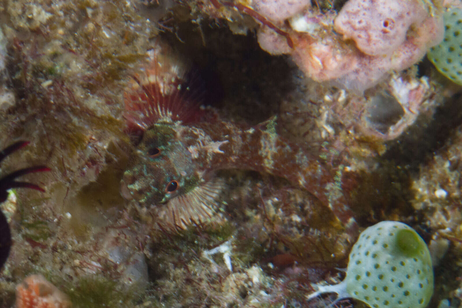 Image of Northern bicoloured triplefin