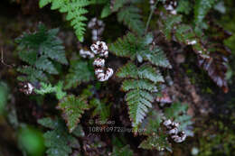 Image of Aleuritopteris anceps (Blanf.) Panigr.