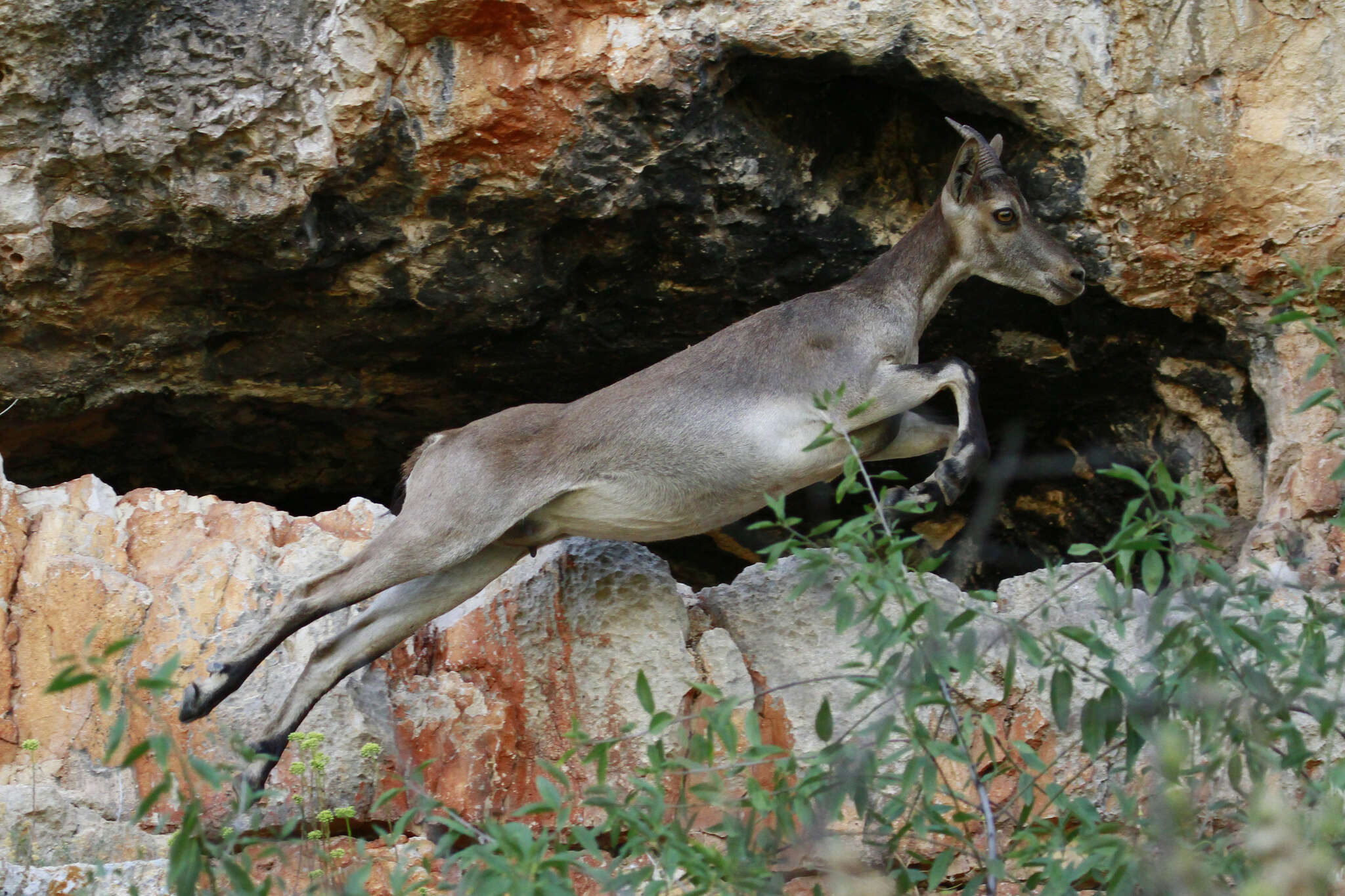 Слика од пиринејски козорог