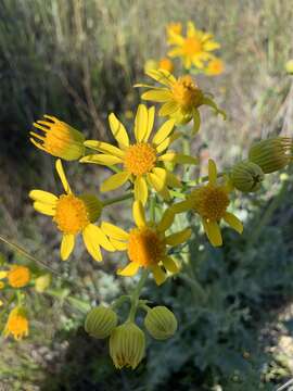 Image of widehead groundsel