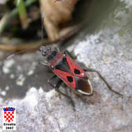 صورة Lasiocoris anomalus (Kolenati & F. A. 1845)