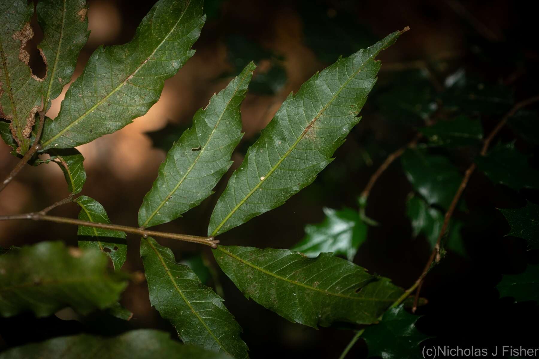 Imagem de Alectryon subcinereus (A. Gray) Radlk.