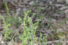 Image of Daucus glochidiatus (Labill.) Fischer, C. Meyer & Ave Lall.