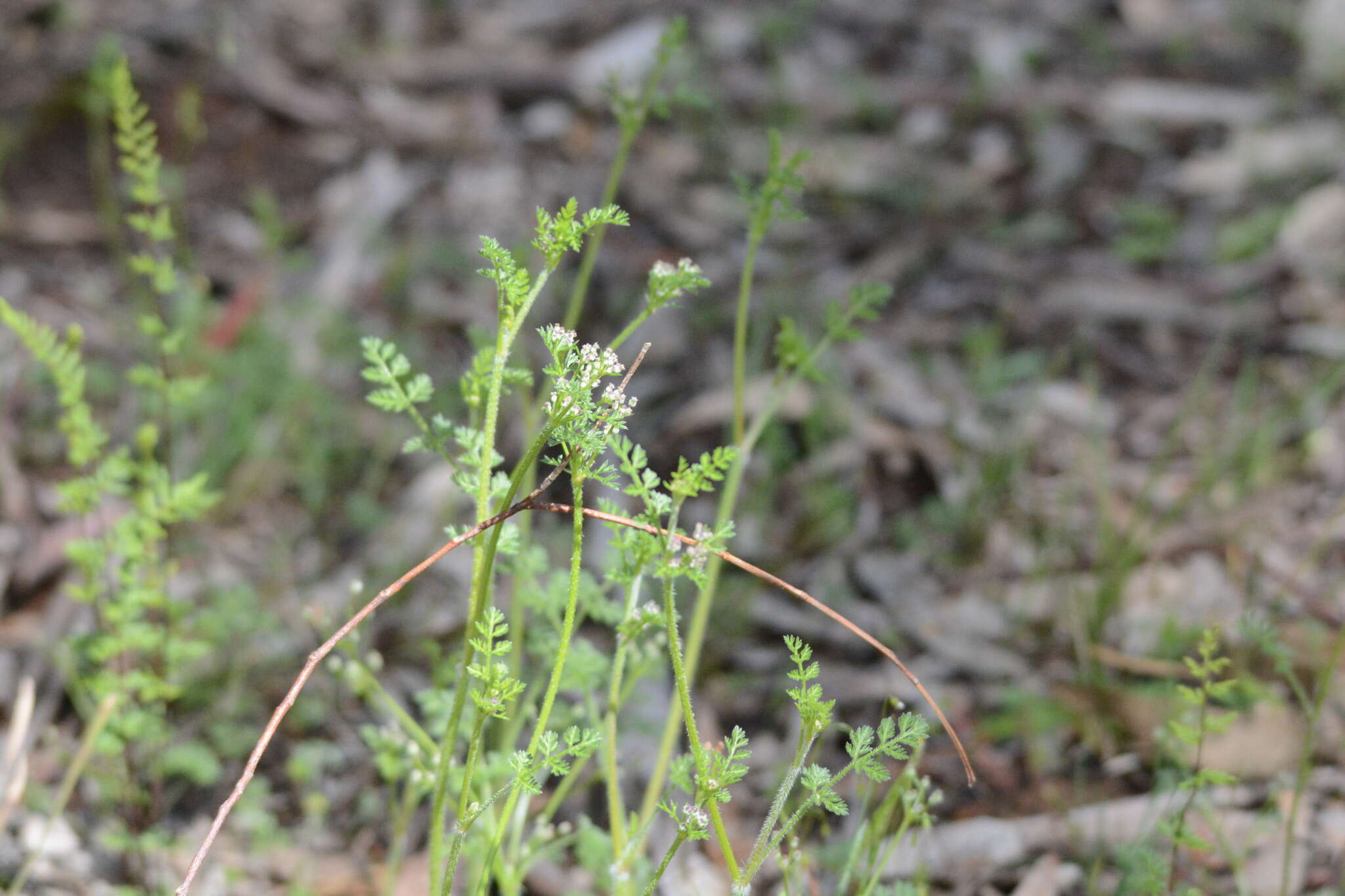 Imagem de Daucus glochidiatus (Labill.) Fischer, C. Meyer & Ave Lall.