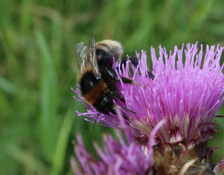 Image of short-haired bumblebee