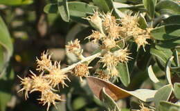 Image of Camphor bush