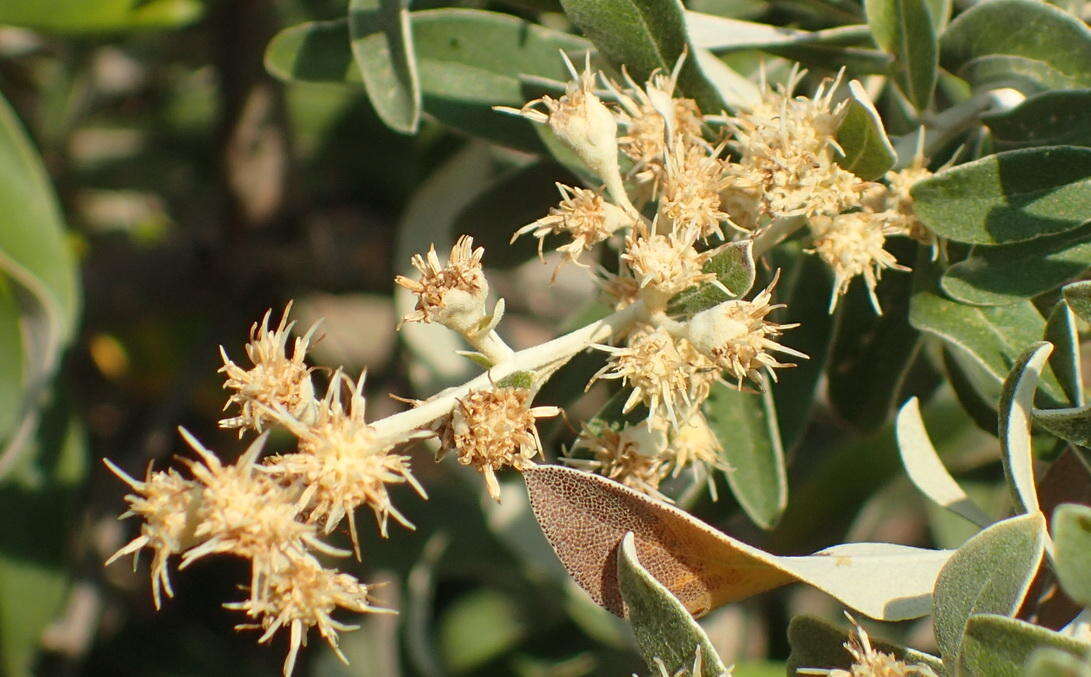 صورة Tarchonanthus camphoratus L.