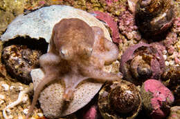 Image of Tehuelche octopus