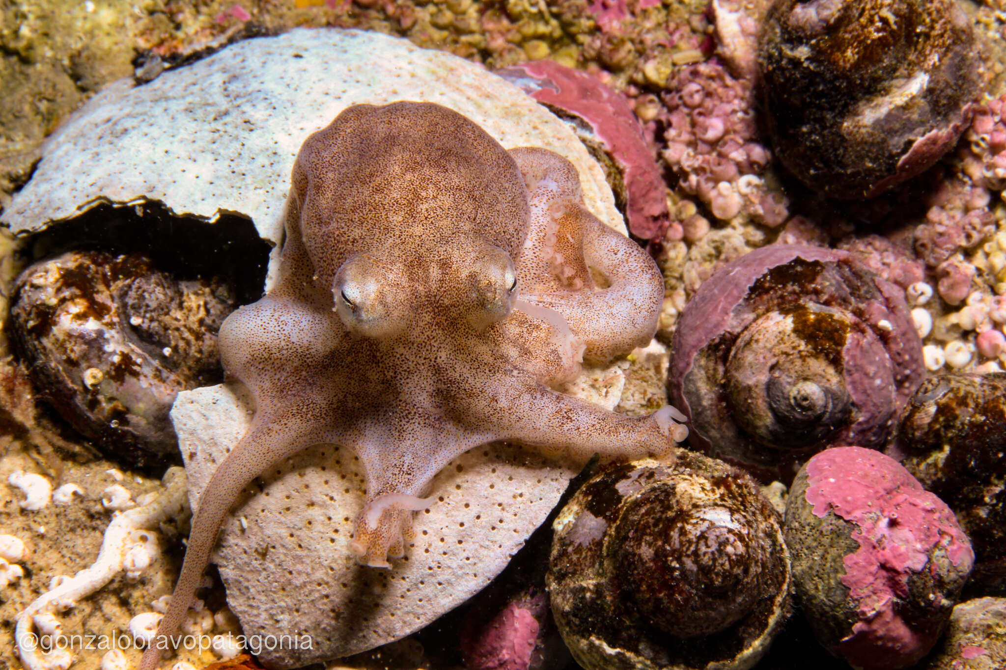 Слика од Octopus tehuelchus d'Orbigny