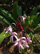 Image of Crinum amabile Donn ex Ker Gawl.