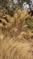 Image of Madagascar grass