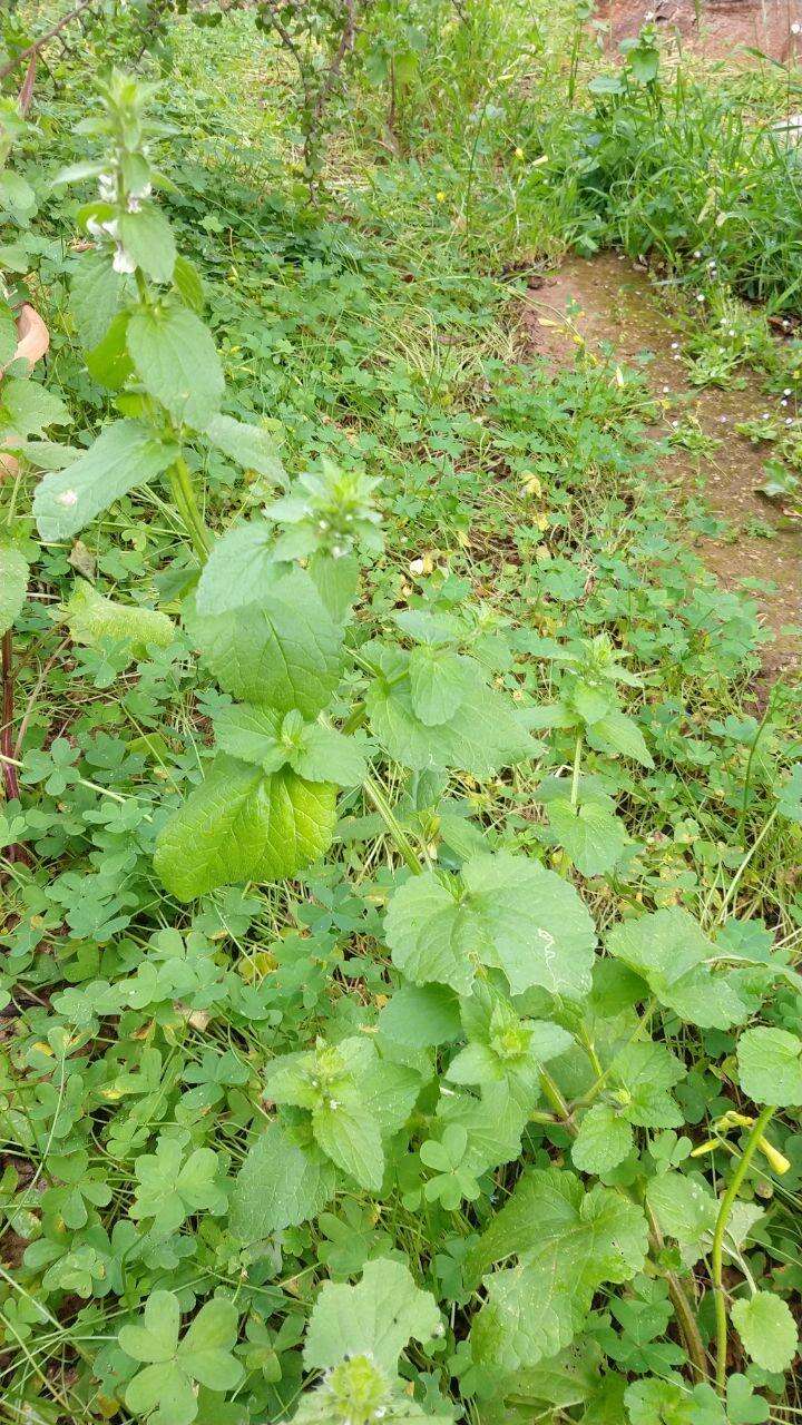 Слика од Stachys ocymastrum (L.) Briq.