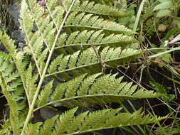 Image of Dryopteris athamantica (Kunze) O. Kuntze