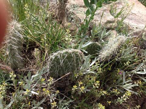 Image of hairspine pricklypear