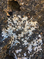 Image of Hoary cobblestone lichen;   Cracked lichen