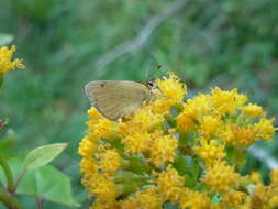 Image de Lycaena rauparaha (Fereday 1877)