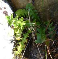 Image of harp dandelion