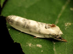 Image of Pale Gray Bird-dropping Moth