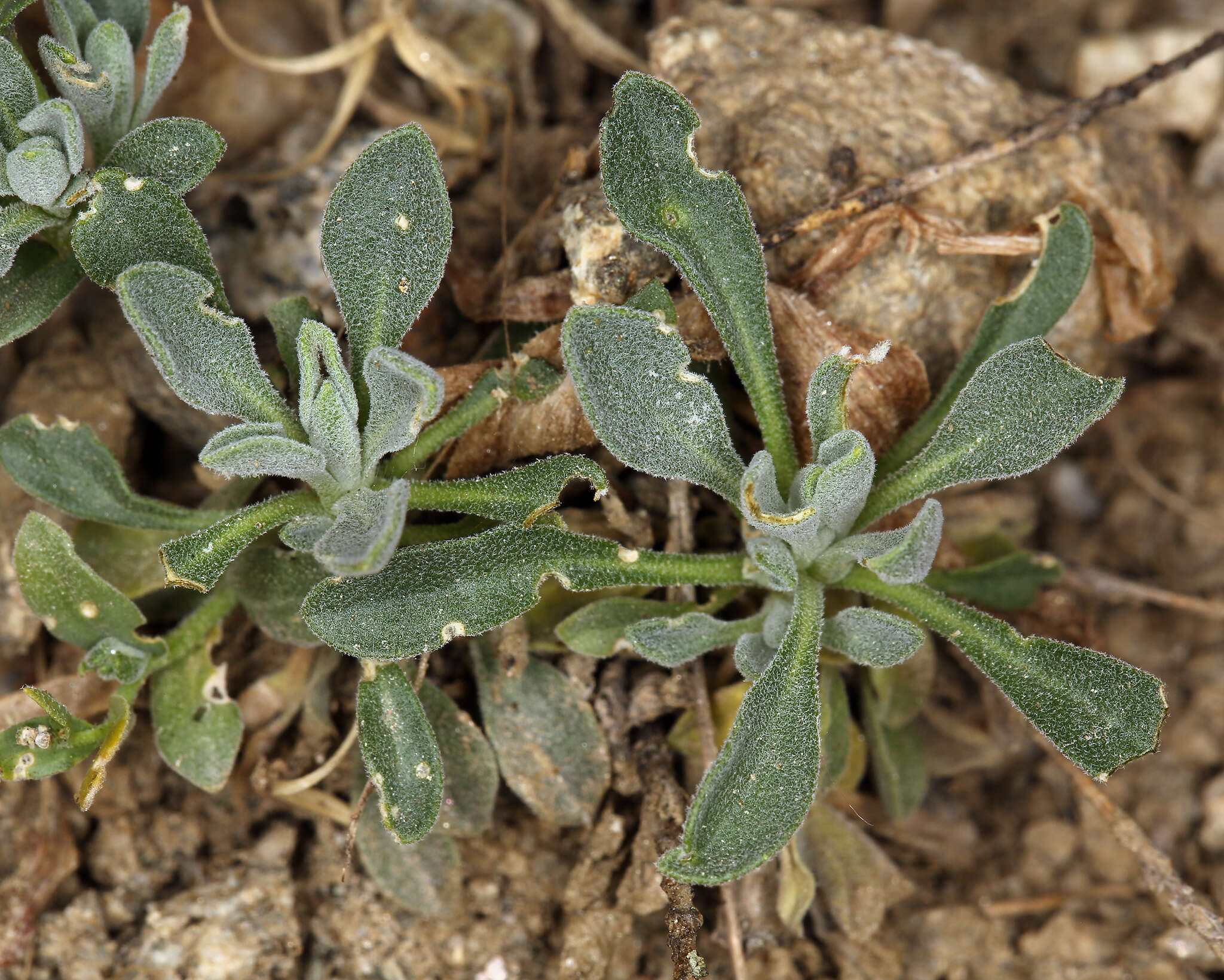 Image of Soldier Rockcress