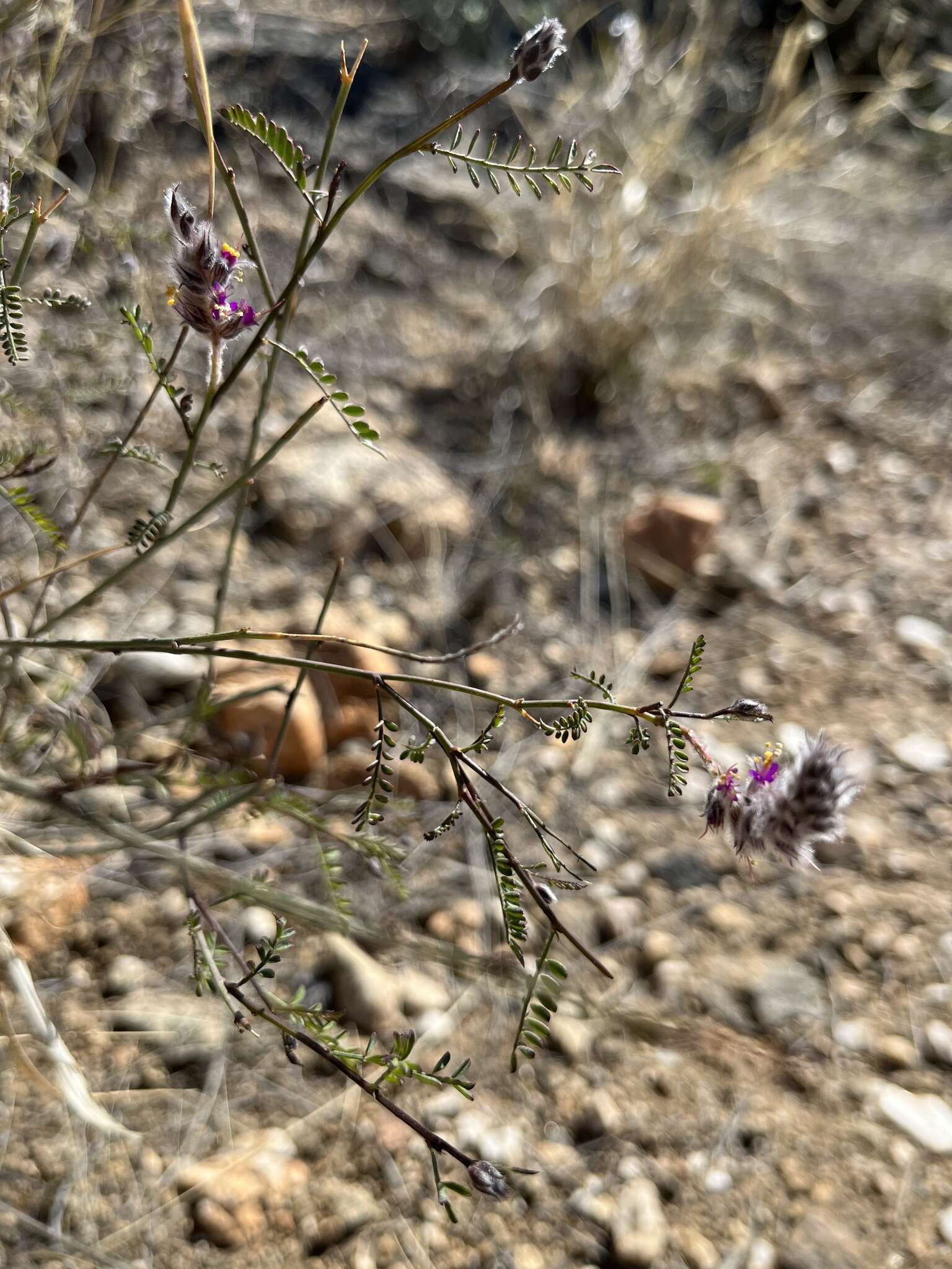 Image of Pringle's prairie clover