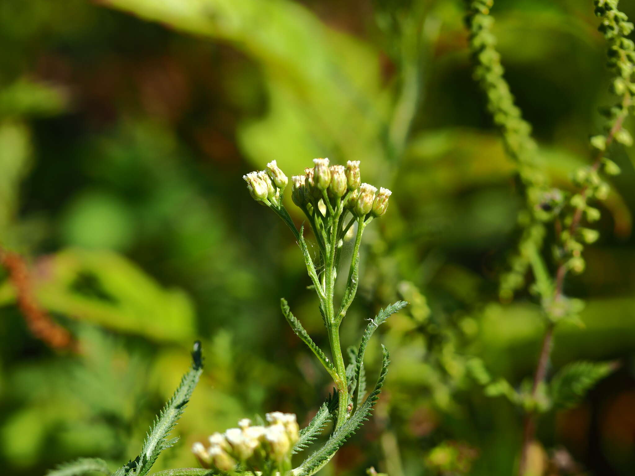 Sivun Achillea ptarmicoides Maxim. kuva