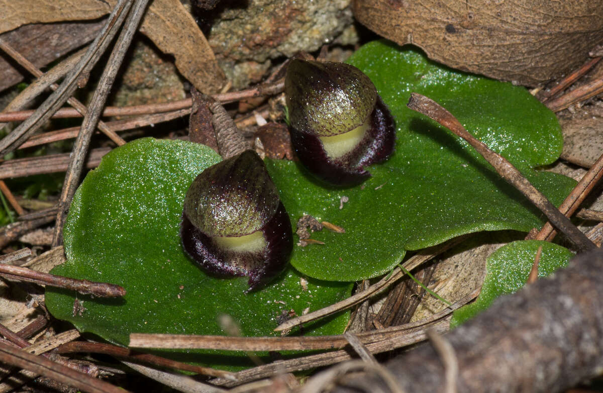 Image of Slaty helmet orchid