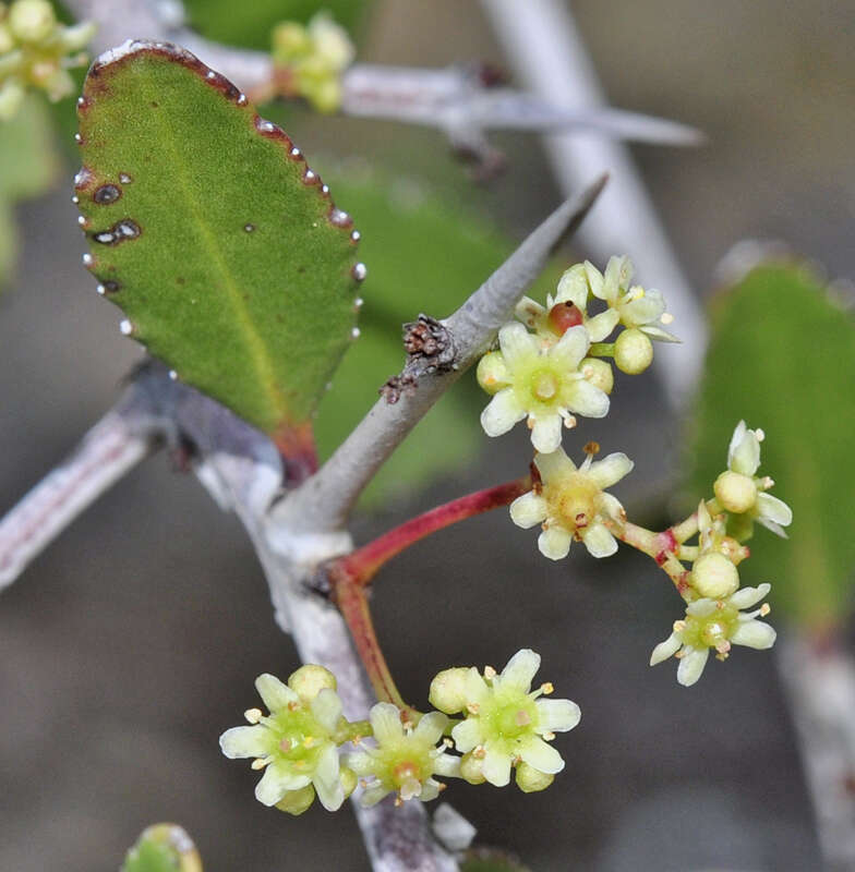 Gymnosporia senegalensis var. europaea (Boiss.) Jahand. & Maire的圖片